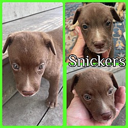 Photo of Snickers