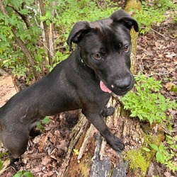 Thumbnail photo of Tucker- $50 Bissell Sponsored Adoption Fee! #3