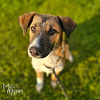 adopt a pet
