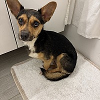 adopt a pet