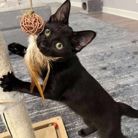 adopt-pet