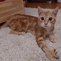 adopt-pet