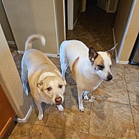 adopt-pet