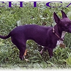 Thumbnail photo of Chica #4