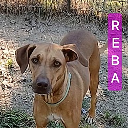 Thumbnail photo of REBA #2