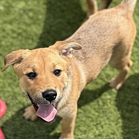 adopt a pet