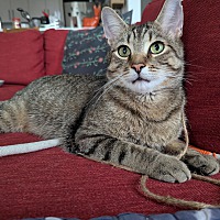 adopt-pet