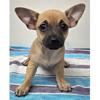 adopt-pet