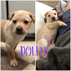 Photo of DOLLY, LUCY