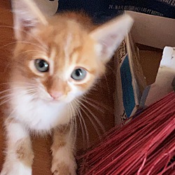 Photo of Kitten 
