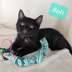 Photo of Bolt- Bobblehead Litter
