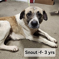 Thumbnail photo of Snout #2