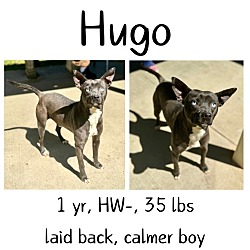 Thumbnail photo of Hugo #1