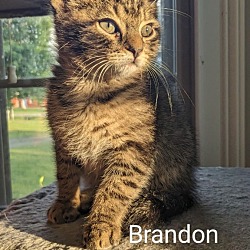 Photo of Brandon