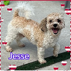 Photo of Jesse