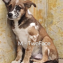 Thumbnail photo of TwoFace #1