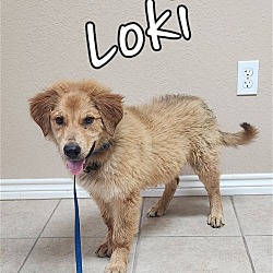 Photo of Loki