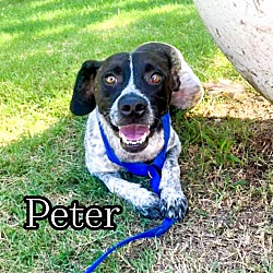 Thumbnail photo of Peter #3