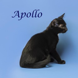 Thumbnail photo of Apollo (C24-139) #4