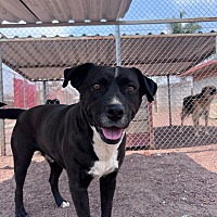 adopt-pet