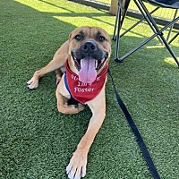 adopt a pet
