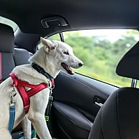 adopt-pet