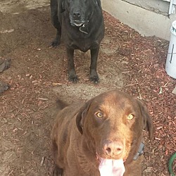 Photo of Shadow and Copper