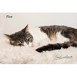 Thumbnail photo of Finn*LAP CAT** #1