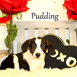 Thumbnail photo of Pudding ~ meet me! #2
