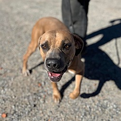 Photo of BRUTUS