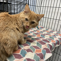 Adopted pets at Chippewa Humane Association in Chippewa Falls WI