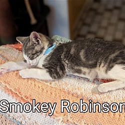 Thumbnail photo of Smokie Robinson #3