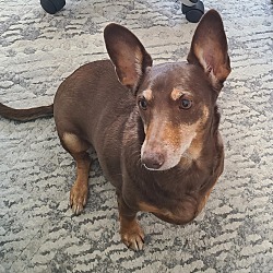 Photo of Doxie