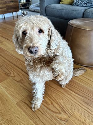 Saratoga Springs, NY - Goldendoodle. Meet Duke a Pet for Adoption ...