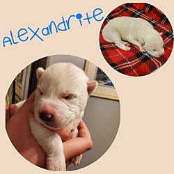 Thumbnail photo of Alexandrite (Alex) #3