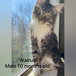 Photo of Walrus