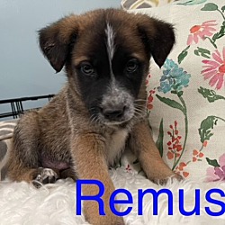 Photo of Remus