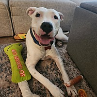 adopt a pet