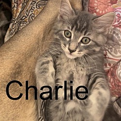 Thumbnail photo of Charlie #1