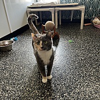 adopt a pet