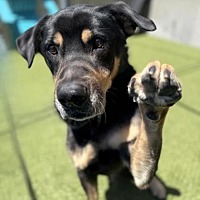 adopt a pet