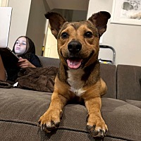 adopt a pet
