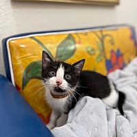 adopt a pet