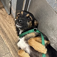 adopt a pet