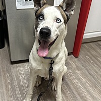 adopt a pet