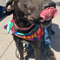 adopt a pet