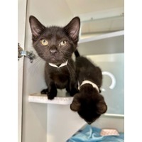 adopt-pet