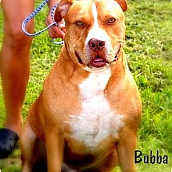 Thumbnail photo of Bubba #1