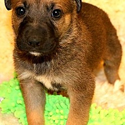 Thumbnail photo of ROCKWELL(ADORABLE SHEP/LAB PUP #3