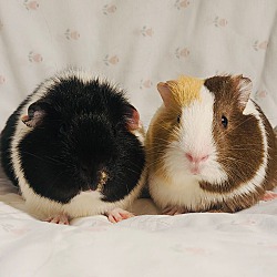 Photo of Rosita & Pepper